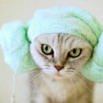 13814 Как часто можно мыть кошку шампунем, сколько раз моют кошек?
